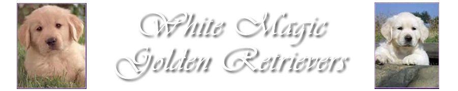 White Magic Golden Retrievers