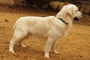 English Cream Golden Retriever male