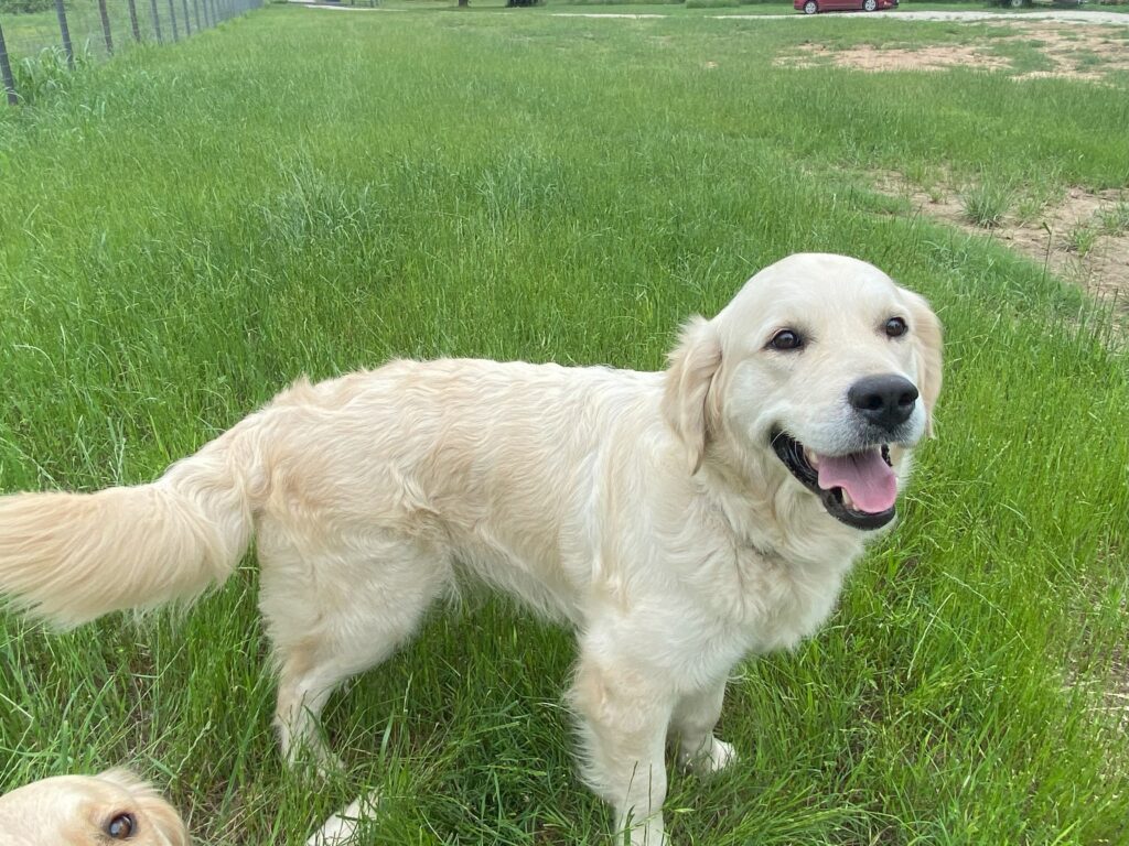 Preslie, a white, female English Cream Golden Retriever. 