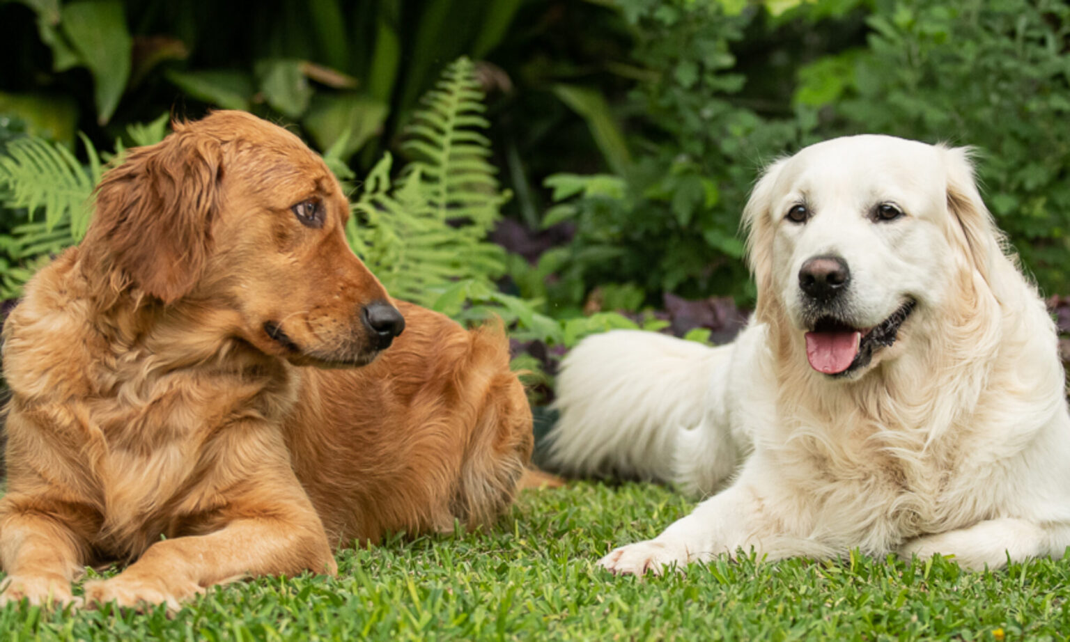 White Magic Golden Retrievers – A Bremer Kennels Website