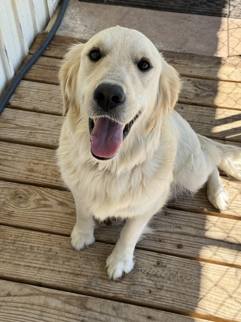 english cream golden retriever