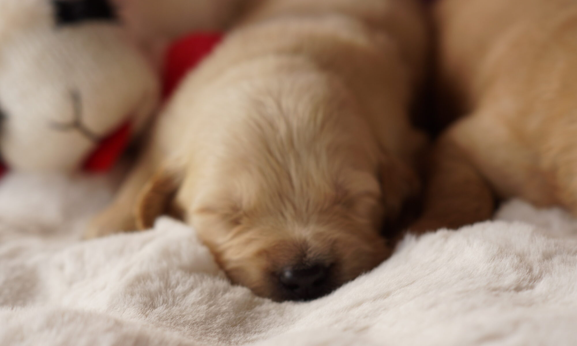 golden retriever puppy