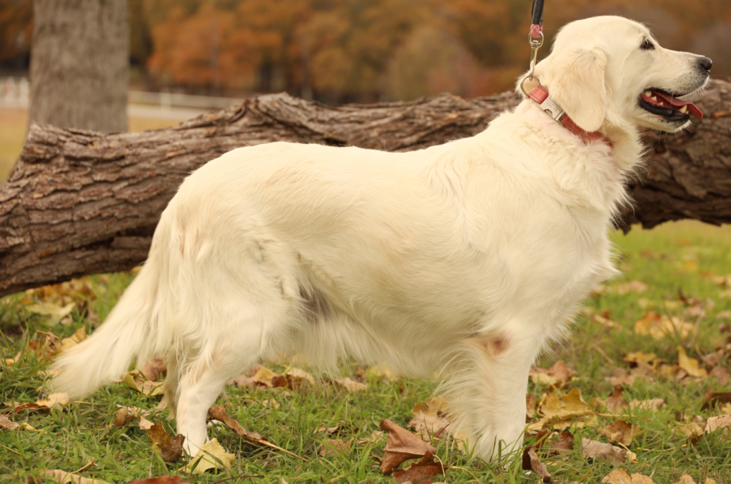 female English Cream Golden Retriever